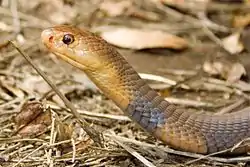 Vestlig rød spyttekobra (Naja katiensis)