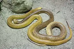 Kapkobra (Naja nivea)