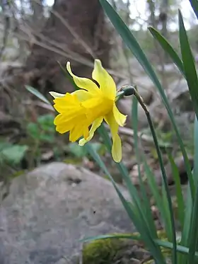 Spansk narcis (Narcissus asturiensis).
