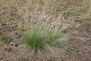 Katteskæg (Nardus stricta)Foto: Kenraiz.