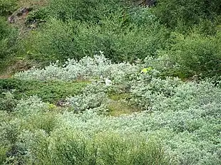 Habitat ved Narsarsuaq