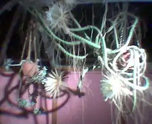 Nattens dronning (Selenicereus grandiflorus)