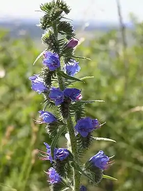 Slangehoved (Echium vulgare)