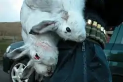 Nedlagte færøske sneharer i vinterdragt