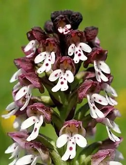 Bakke-Gøgeurt, Neotinea ustulata
