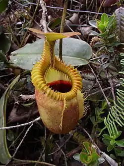 Nepenthes villosaFoto: NepGrower