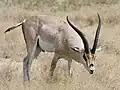 Grant-gazelle (Nanger granti)