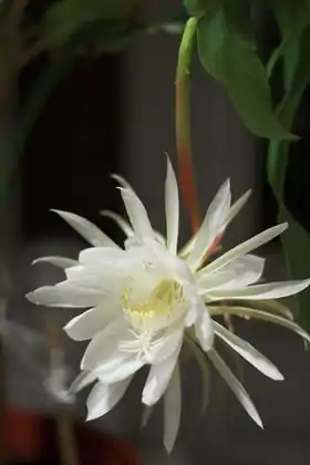 Epiphyllum oxypetalumFoto: Samuel Wong