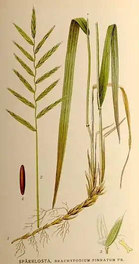 Bakkestilkaks (Brachypodium pinnatumm)Illustration fra Nordens Flora