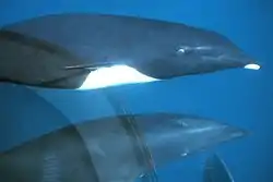 Den nordlige art, Lissodelphis borealis