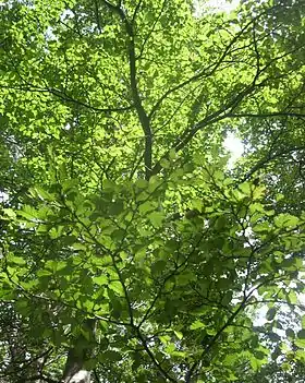 Lenga (Nothofagus pumilio) Foto: Roberto Bahamonde Andrade