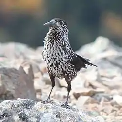 Nøddekrige (Nucifraga caryocatactes)