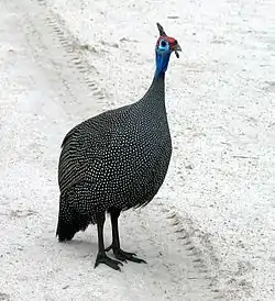 Perlehøne (Numida meleagris).