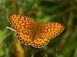Markperlemorsommerfugl     Argynnis aglaja