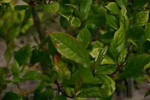 Skov-Tupelotræ (Nyssa sylvatica).