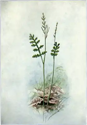 Botrychium matricariifolium
