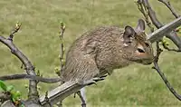 Octodon Degus