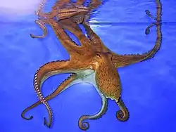 Almindelig ottearmet blæksprutte(Octopus vulgaris)