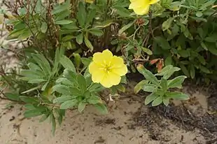 Sommer-Natlys (Oenothera drummondii). Foto: Harry Rose.