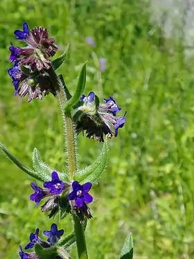 Lægeoksetunge (Anchusa officinalis).