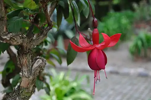 Gammel fuchsia i den særlige Fuchsiahave