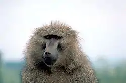 Anubisbavian (Papio anubis)