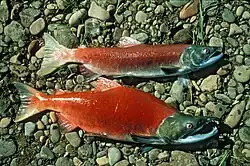 Sockeye (Oncorhynchus nerka) i gydesæsonenHun øverst i billedet, han nederst.