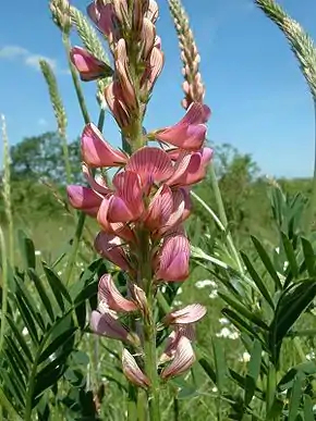 Foder-Esparsette (Onobrychis viciifolia).
