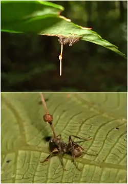 Ophiocordyceps unilateralis som parasit på myre
