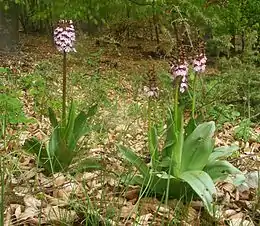 Stor gøgeurt, Orchis purpurea