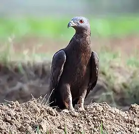 En han fra Haryana, Indien