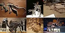 Seks forskellige arter fra Ornithischia. I læseretningen: Heterodontosaurus tucki, Stegosaurus stenops, Scolosaurus thronus, Edmontosaurus annectens, Stegoceras validum og Triceratops horridus.