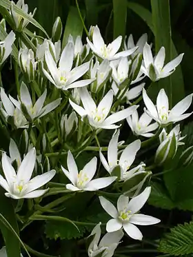 Kost-fuglemælk (Ornithogalum umbellatum) Foto: Ulf Eliasson.