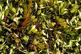 Smalbladet Plysmos Orthodontium lineare