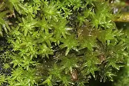 Butbladet Furehætte Orthotrichum obtusifolium