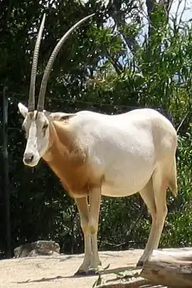 Sabeloryx i Taronga Zoo, Sydney
