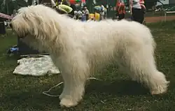 11) Sydrussisk Ovcharka