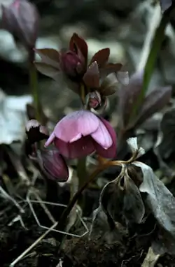 Rød Påskeklokke (Helleborus orientalis subsp. abchasicus)Foto: nannasv