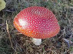 Rød fluesvamp, Amanita muscaria
