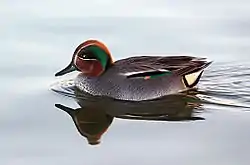 Krikand (Anas crecca)