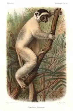 Vestlig sifaka, Propithecus verreauxi