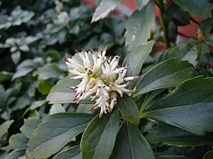 Vinterglans har stedsegrønne blade og tidlig blomstring.