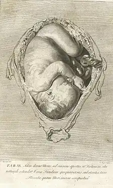 Illustration fra Anatomia uteri humani gravidi tabulis illustrata.