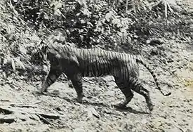 Javan-tiger fotograferet af Andries Hoogerwerf, 1938