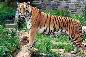 Tiger (Panthera tigris)