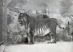 Kaspisk tiger i Berlin Zoo, 1899.