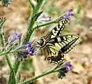 Papilio machaon på Anchusa azurea