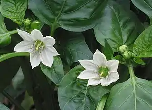 Spansk peber (Capsicum annuum) i én af de mange sorter.
