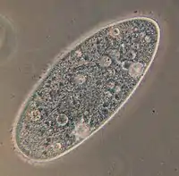 Paramecium aurelia