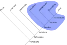 En parafyletisk gruppe